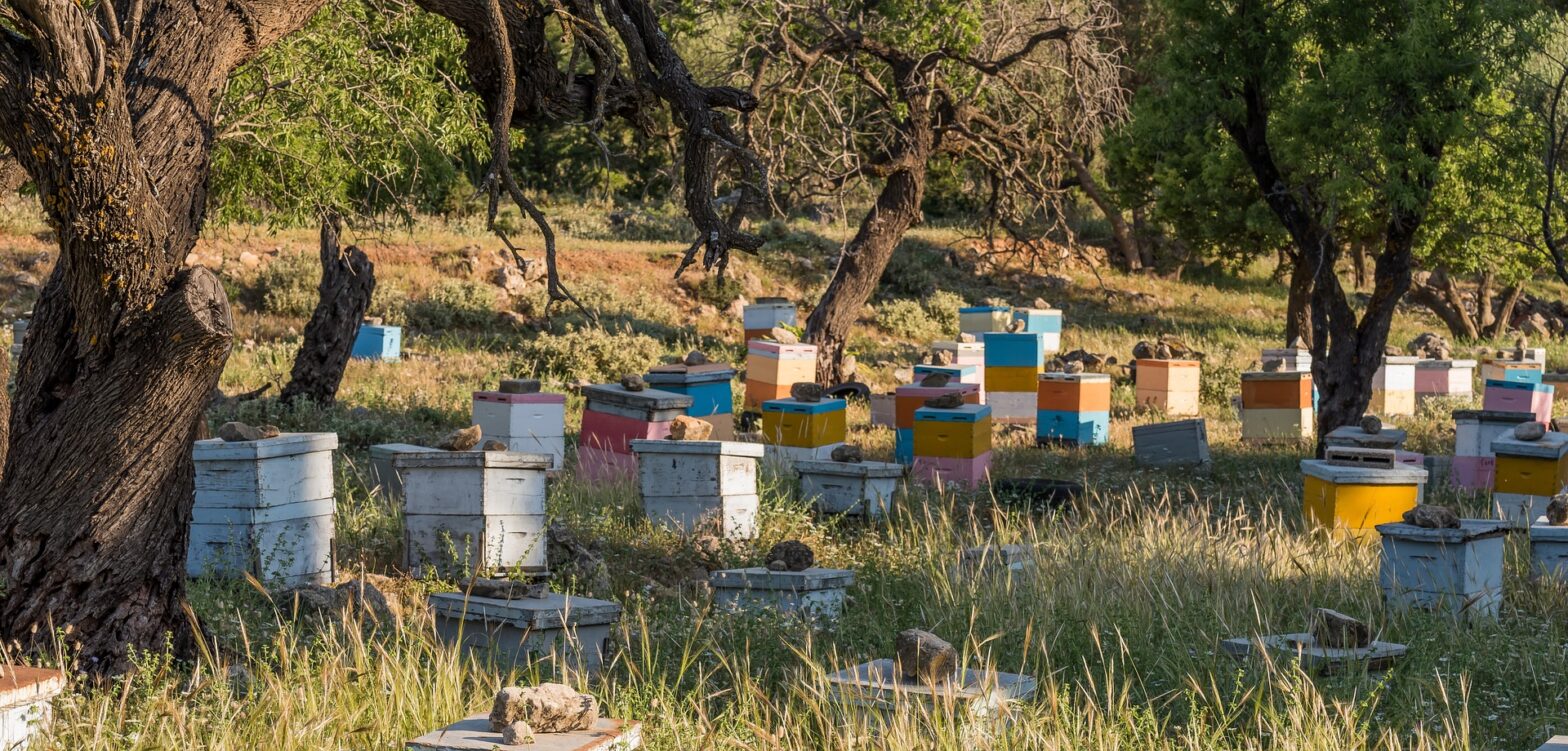 Bee Apiary