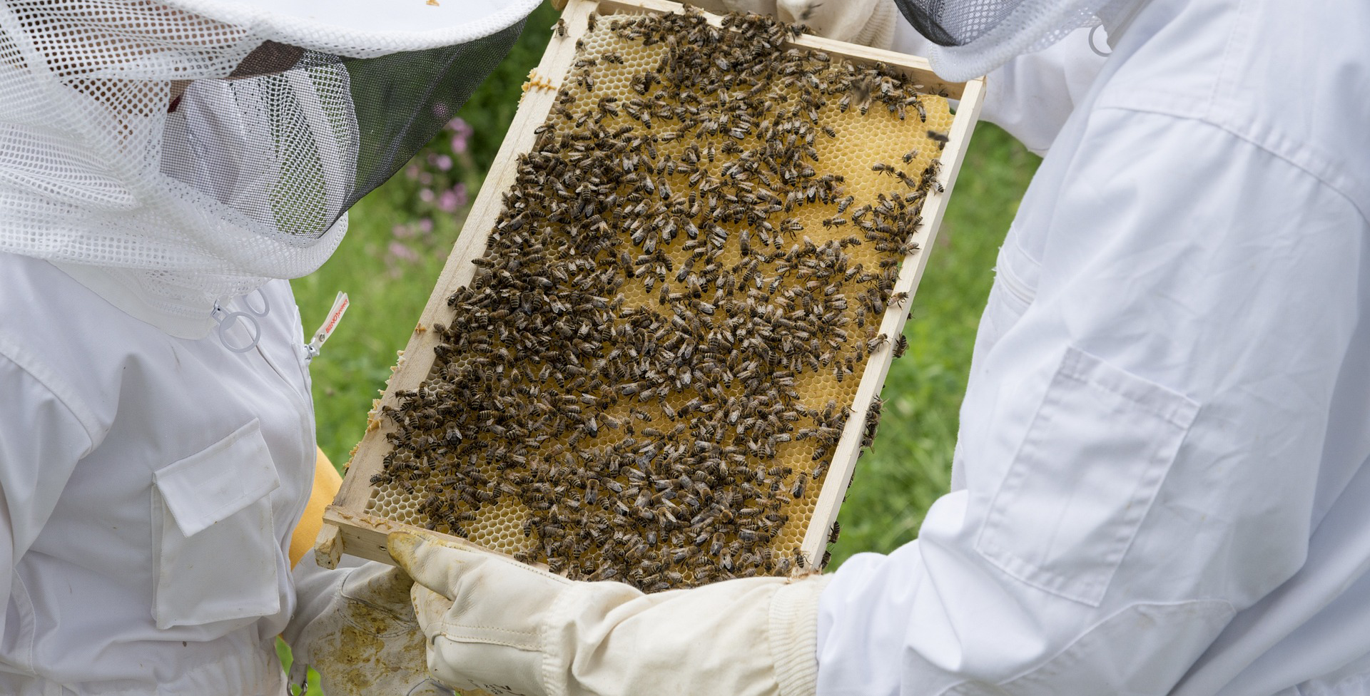 Beekeepers looking at frame