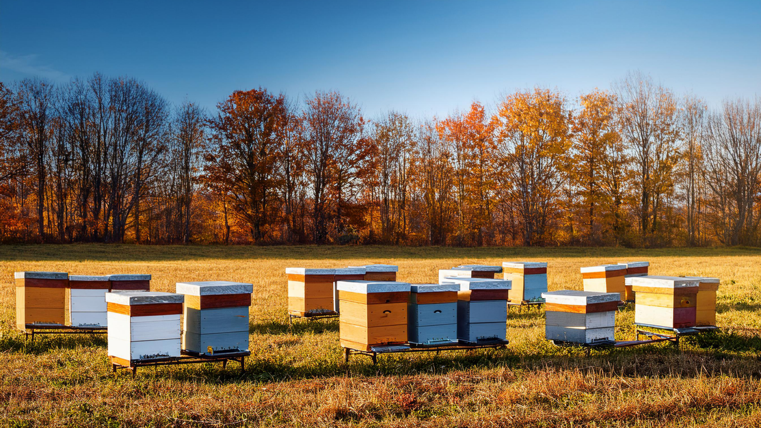 Beehives in November