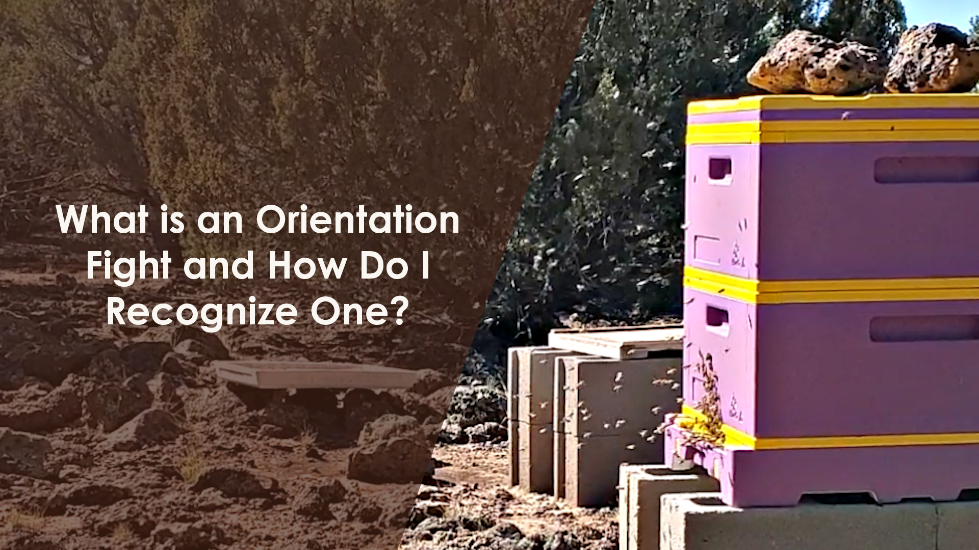 Identifying and Understanding Bee Orientation Flights - Sasquatch Honey ...