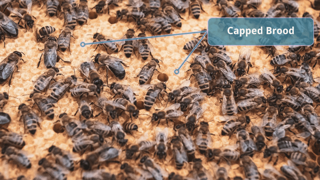 Capped Brood