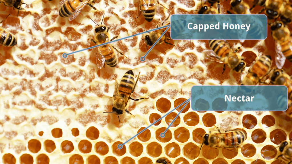 Capped Honey and Nectar