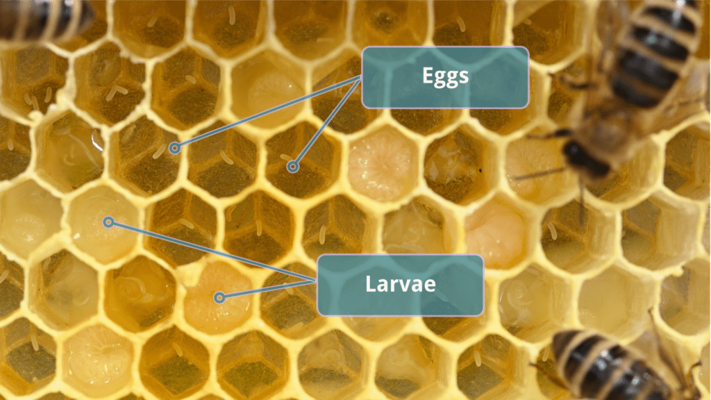 Bee Eggs and Larvae