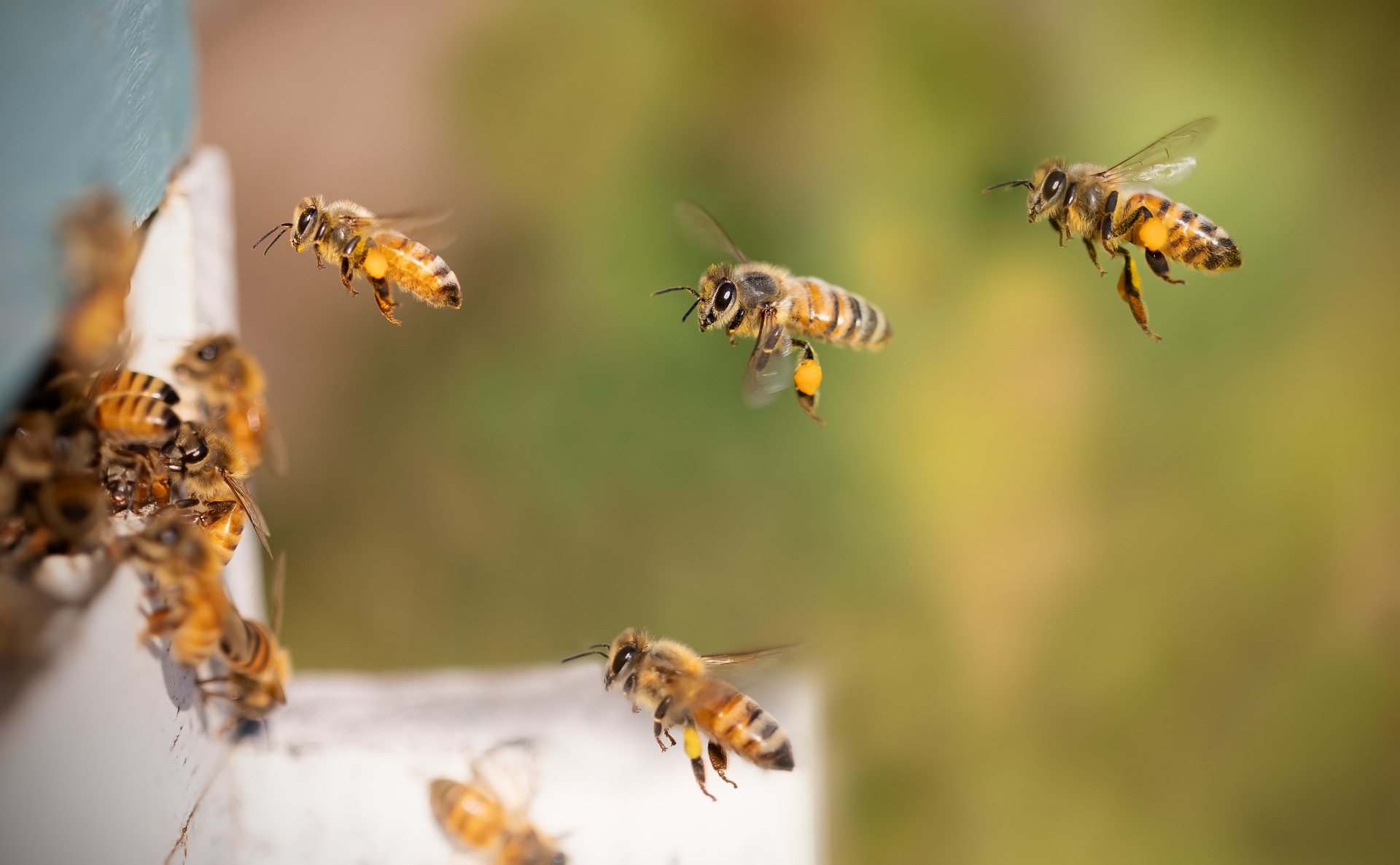 Beekeeping Mentorship